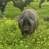 Иберийская свинья