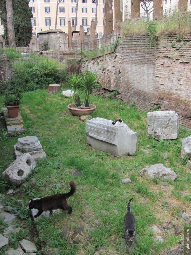 Кошкин дом на римском форуме