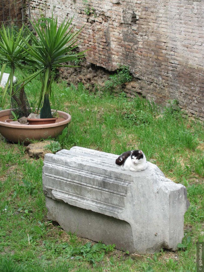 Кошкин дом на римском форуме