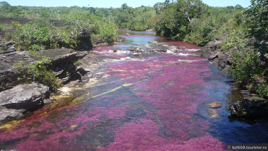 Пятицветная река Каньо Кристалес