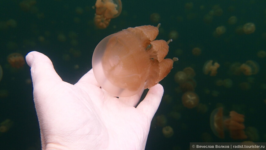Медузы действительно не самые очаровательные существа, но любая брезгливость после погружения в озеро проходит достаточно быстро :-)
