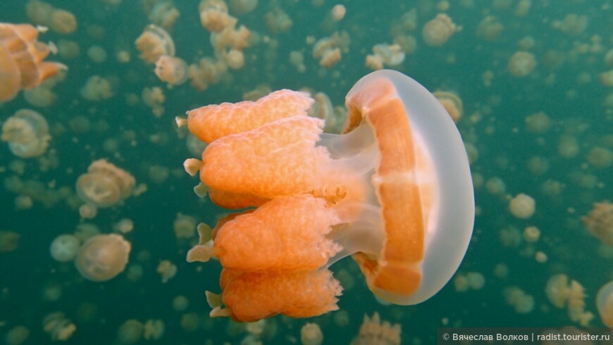 Несколько раз за свою историю медузы находились в озере  на грани полного вымирания. Последний раз, в 1998 году, когда, скореее всего, в следствии такого природного явления как Эль-Ниньо поизошло резкое увеличение температуры воды в озере, что практически полностью уничтожило колонию. Но спустя несколько лет она полностью восстановилась.