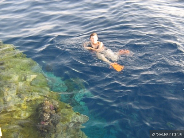 Хохлантида находится в Красном море