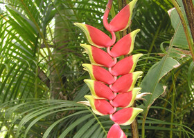 Райские цветы Гавайских островов