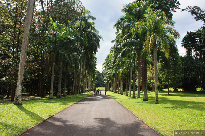 Ботанический сад в Перадении