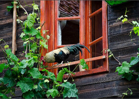 Попугаи - для слабаков, настоящие болгары заводят дома петухов.
