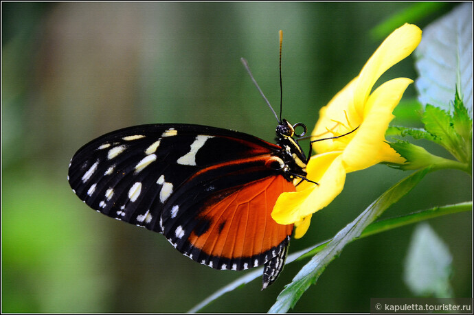 Почему бабочки такие красивые?
- зрение, и восприятие цвета у бабочек довольно слабые. Поэтому, чтобы быть узнанными своими сородичами, они должны обладать как можно более яркой окраской.
- ярких насекомых побаиваются хищники: броско окрашенные бабочки могут оказаться ядовитыми или просто отвратительными на вкус. Поэтому такая окраска безопаснее.
- у взрослой бабочки в жизни одна цель - оставить после себя потомство, поэтому им просто необходимо красиво приодеться. 
