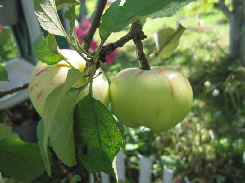 Прощание с летом: цветочно-яблочный беспредел (23.08.2014)