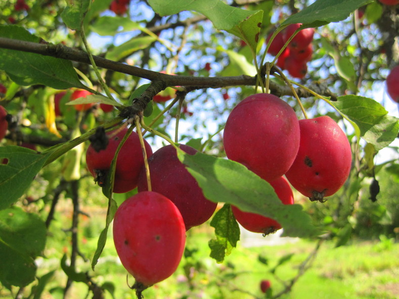 Прощание с летом: цветочно-яблочный беспредел (23.08.2014)