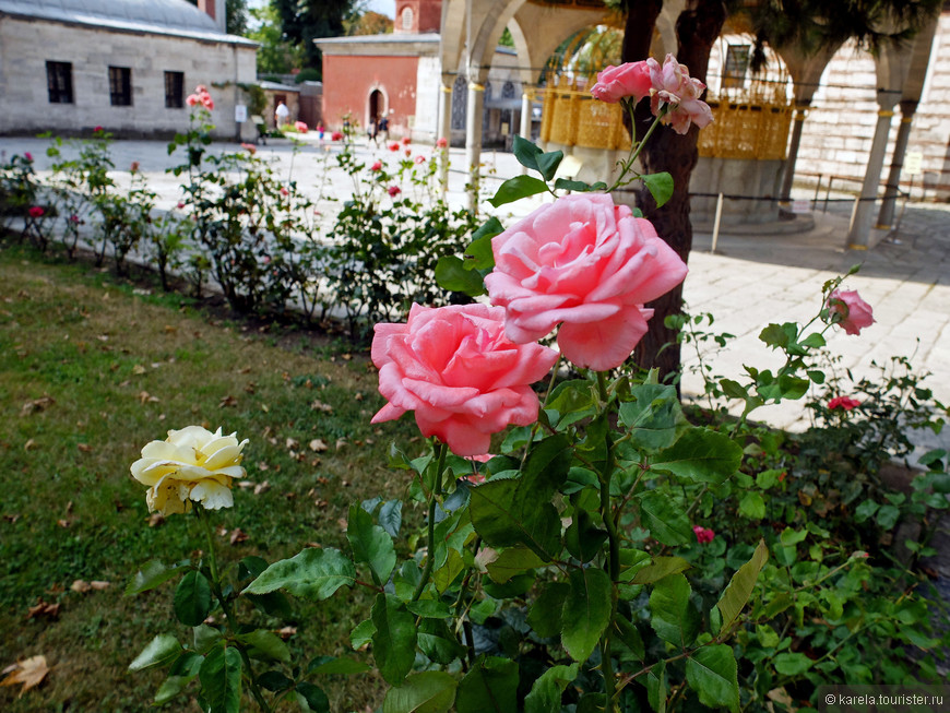 Розы во дворе музея Айя-София