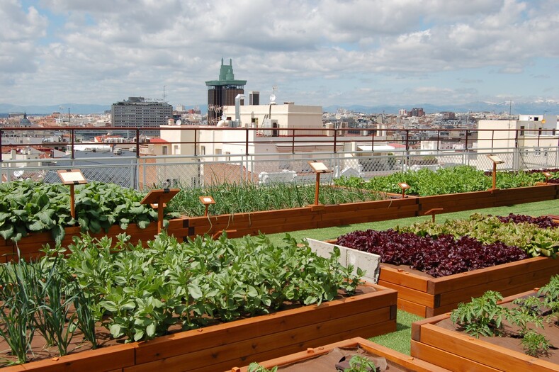 В отелях Мадрида теперь садят огороды...