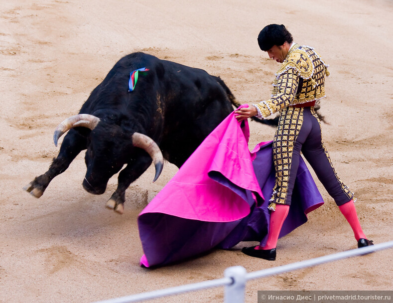 Бой быков в Испании прерван из-за травм матадоров