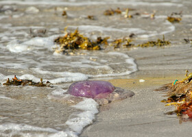 Фиолетовые медузы вяло плещатся на холодных пляжах Финнмарка.