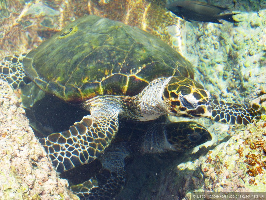 Черепаха морская