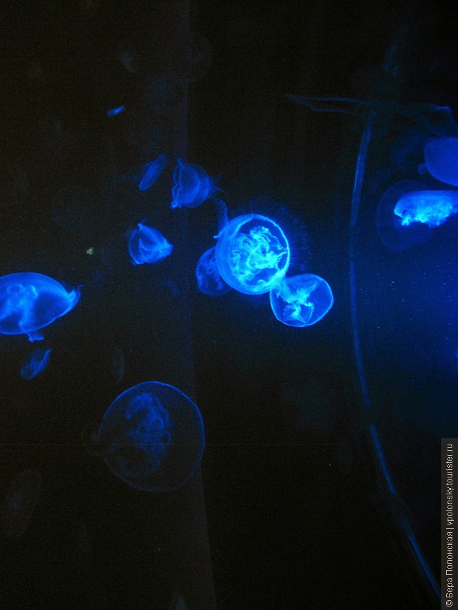 Светящиеся медузки