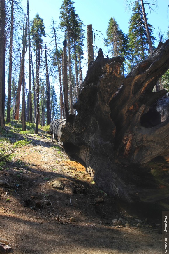 Дикий дикий Запад... Часть XIII. Национальный парк Йосемити