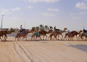 Верблюды на пути к гоночному треку. 