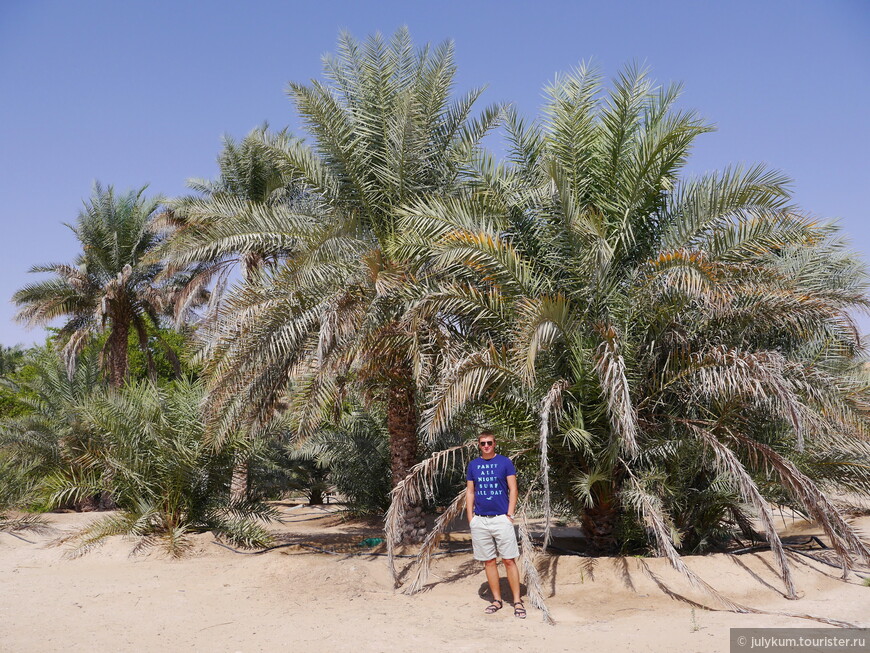 Пальмовая плантация у крепости Дхафир в оазисе Лива.