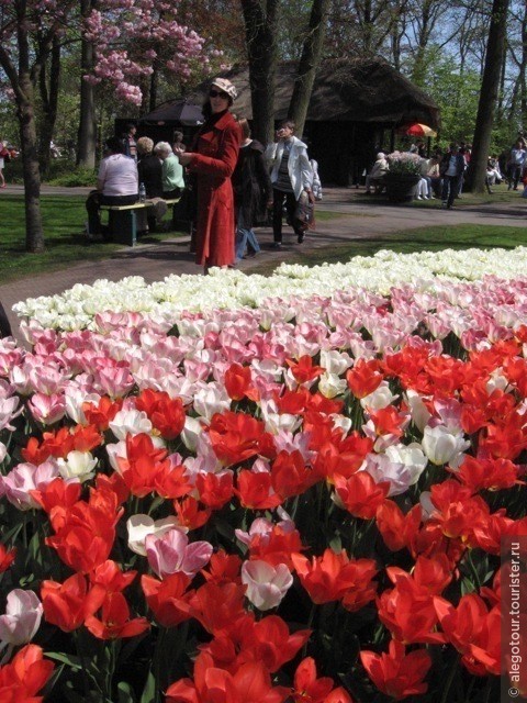 Кеукенхоф парк тюльпанов