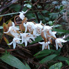 Орхидея Кинабалу