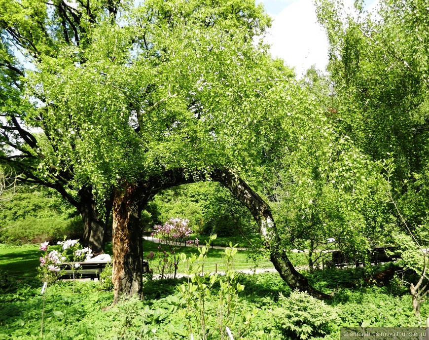 Самый старый ботанический сад России