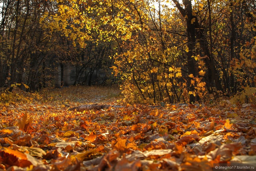 Мой любимый Воронеж... Осень. 
