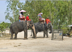 8 Как мы попали в гости к слонам (Таиланд)
