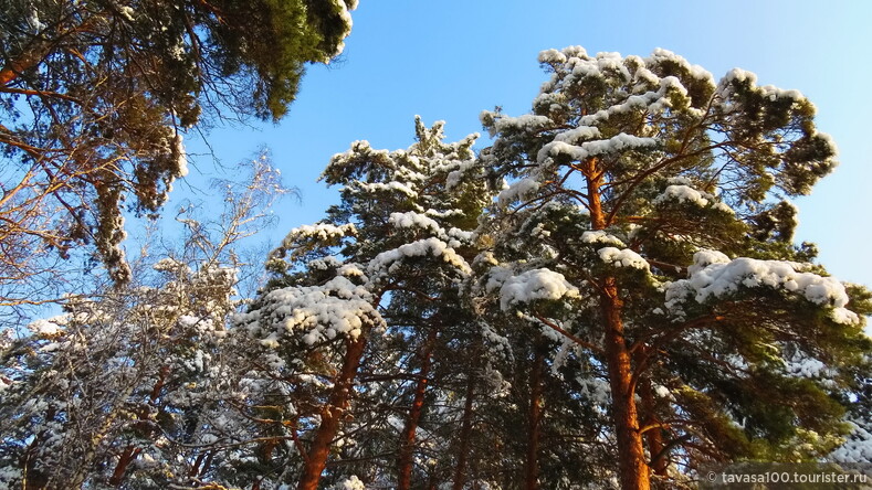 Первый снег