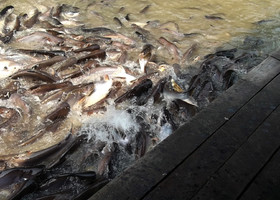 Таиланд-Королевство Сиам. "Путь к Аватару-По пути - Рыбная ферма, обед на Реке Чао Прая"
