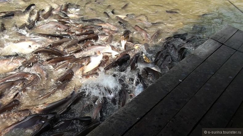 Таиланд-Королевство Сиам. Путь к Аватару-По пути - Рыбная ферма, обед на Реке Чао Прая