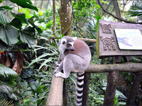Зоопарки Сингапура
