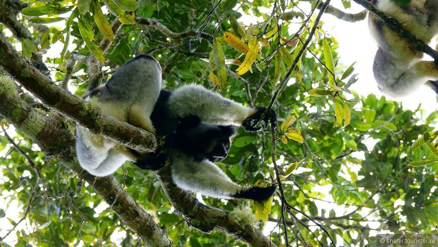Мадагаскар. Национальный парк Андасибе
