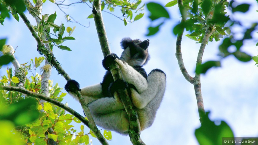 Мадагаскар. Национальный парк Андасибе
