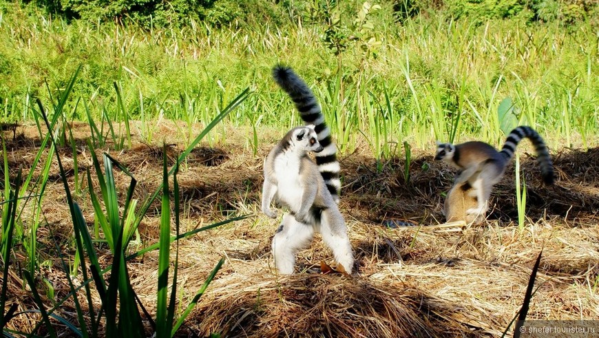Мадагаскар. Часть 3. Вакона айленд