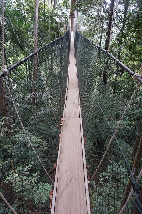 Мост в нац парке Таман Нагара. Малайзия