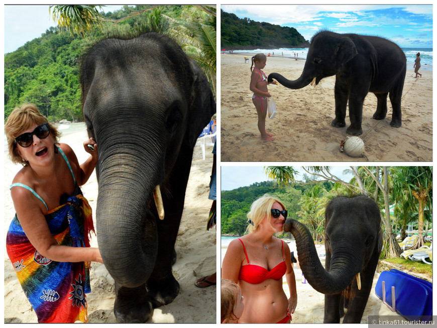 И ещё. Этого слоненка приводили каждый день на пляж отеля. Его можно кормить, гладить и даже целоваться с ним. 