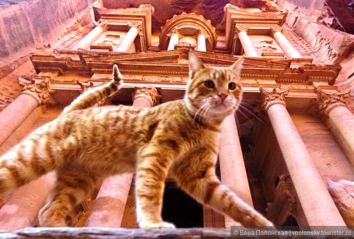Кадр, найденный в сети по запросу в Яндекс: Кот в Иордании