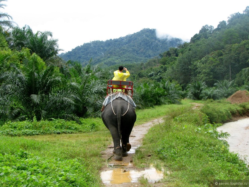 Прогулка по джунглям Као Сок — национального парка Таиланда