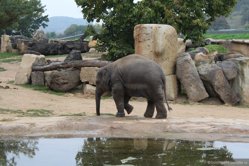 Зоопарк в Праге 