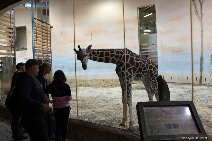 Зоопарк в Праге 
