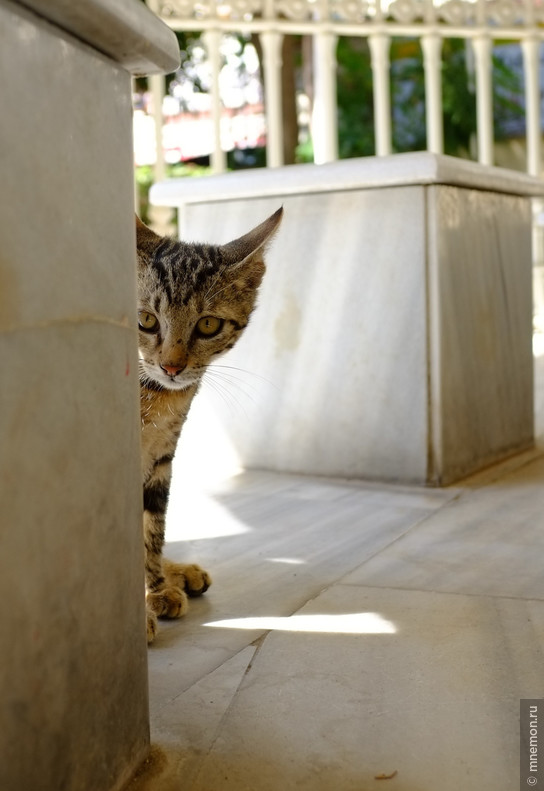 Коты и кошки из путешествий. Cats from my travels