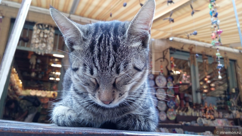 Коты и кошки из путешествий. Cats from my travels