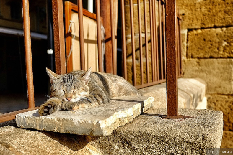 Коты и кошки из путешествий. Cats from my travels