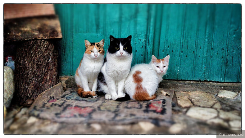 Коты и кошки из путешествий. Cats from my travels