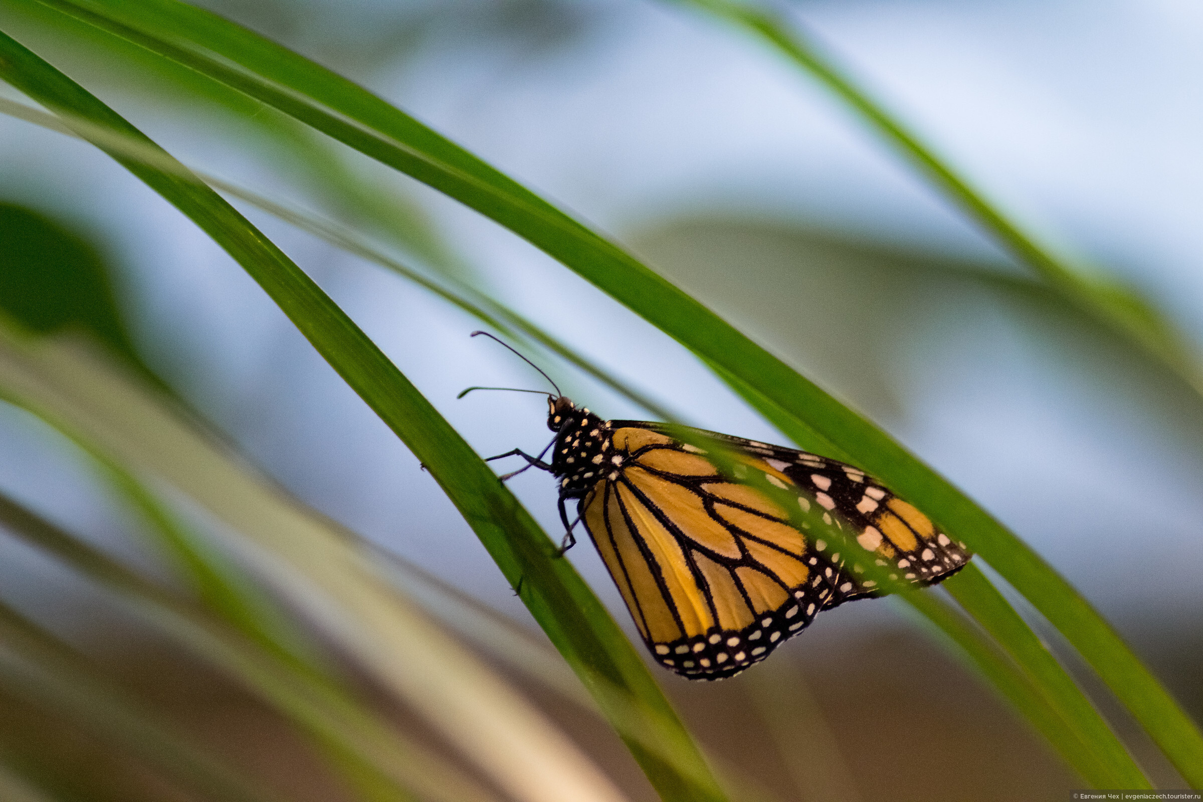 День изучения бабочки. Тропические бабочки. Бабочки в тропиках. Тропическая бабочка рисовая. Бабочка идея Левконоя.