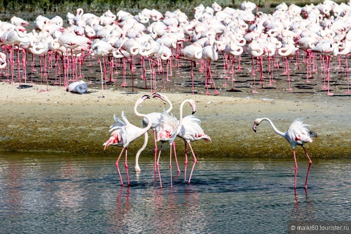 Рас аль хор. Заповедник ras al Khor. Парк Фламинго в Дубае. Озеро Фламинго в Дубае. Заповедник Фламинго рас-Аль-хор.