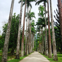 Район Лагуны и Ботанического сада в Рио