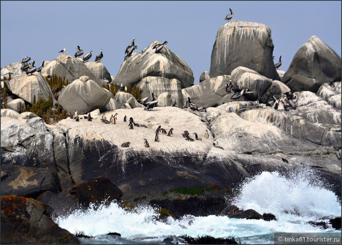 Весь островок облеплен пеликанами, чайками и  совсем малюсенькими пингвинами Гумбольдта. 