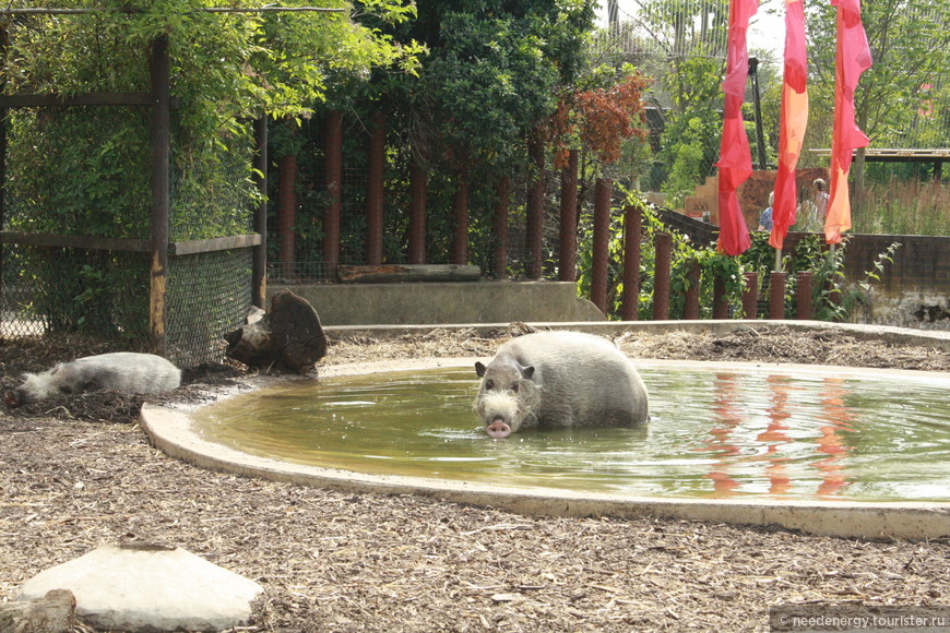 London Zoo