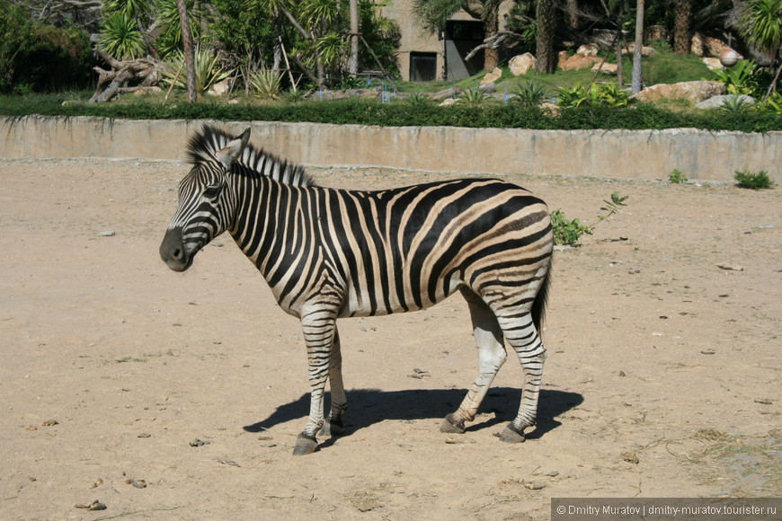 Большой зоопарк в Тайланде